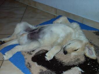 Anton f�hlt sich sichtlich wohl 28.11.