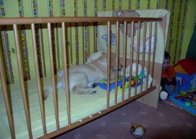 nein zur Zwingerhaltung 29.11.